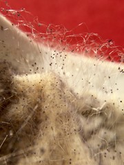 Köpfchenschimmel (Mucor), Lebensmittelschimmelpilz auf verdorbenem Frischkäse