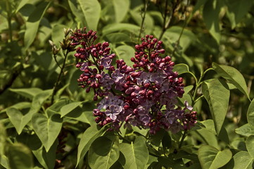 Beautiful bouquet of lilac flowers, Sofia, Bulgaria  