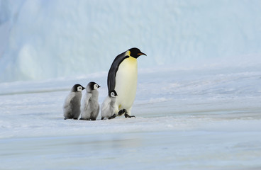 Obraz premium Emperor Penguin with chick