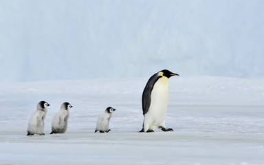 Obraz premium Emperor Penguin with chick