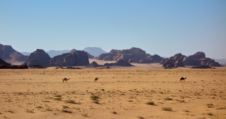 Camels running wild in the desert near Wadi Rum, Jordan