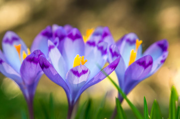 Purple flower in nature. Beautiful crocus flowers during spring. Selective focus.