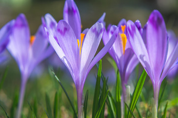 Purple flower in nature. Beautiful crocus flowers during spring. Selective focus.