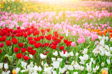Tulip flower field for background or nature postcard.