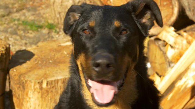 Chien de berger et de protection de personnes 29,97 fps UHD