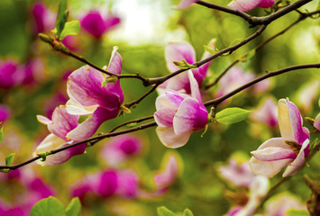 decoration of few magnolia flowers. pink magnolia flower