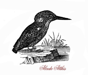Obraz premium Wildlife vintage engraving of Common kingfisher, small fish-eating bird of vivid blue and orange colors and long bill