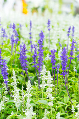 Obraz premium Green Lavender Field in the summer.