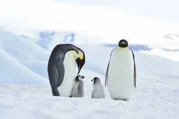 Rolgordijnen Emperor Penguins with chick © Silver