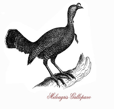 Wildlife vintage engraving of wild turkey, ground bird native of North America with featherless head, red caruncles and fan-shaped tail