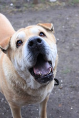 the dog's look , protruding tongue