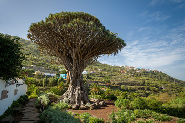 Fototapeta na wymiar Drago park, Tenerife