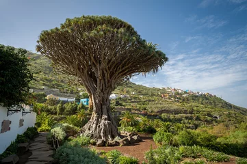 Zelfklevend Fotobehang Drago park, Tenerife © AlexanderNikiforov