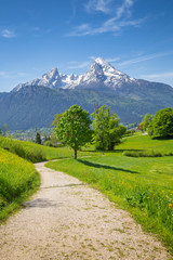 Fototapeta na wymiar Hiking trail in the Alps with blooming meadows in springtime