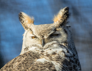 Vogel