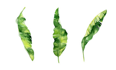 Watercolor illustration of tropical leaves, dense jungle. Hand painted. Banner with tropic summertime motif may be used as background texture, wrapping paper, textile or wallpaper interior design 
