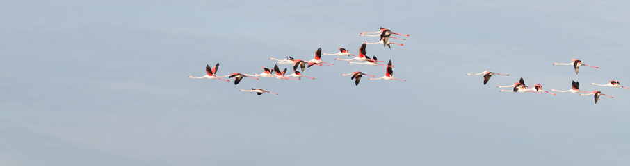 Flamants roses en vol