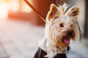 Close up portrait of yorkshire terrier dog on a leash.