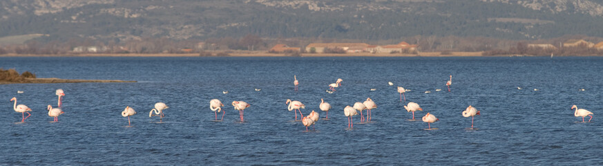 Flamants roses
