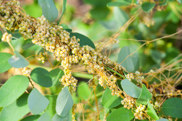 Dodder Genus Cuscuta is parasitic and totally dependent on other host plants for survival
