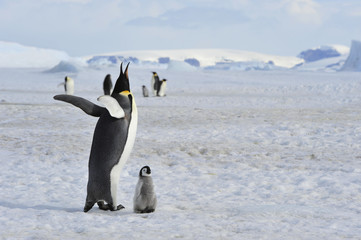 Emperor Penguin with chick