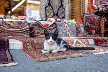 Arabian cat