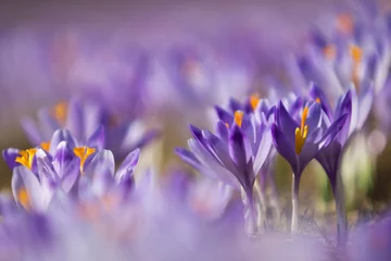Foto op Plexiglas Krokussen Prachtig gekleurde krokusbloemen