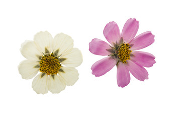 Pressed and dried flower cosmos, isolated