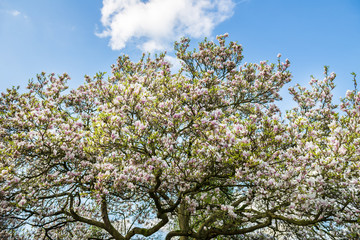 Pink or Purple Magnolia Tree with Blooming Flowers