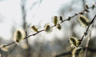 Цветущие веточки ивы ранней весной