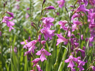 Mehrere Stängel mit Blüten der Sumpf Siegwurz - gladiolus palustris - im Sonnenlicht