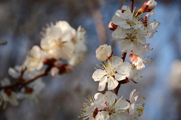 Branch of a flowering tree close up