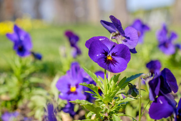 Violet flowers close-up