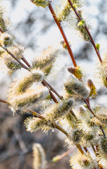Нежный весенний букет. Цветущие ветки весенней ивы © Maryna Konoplytska