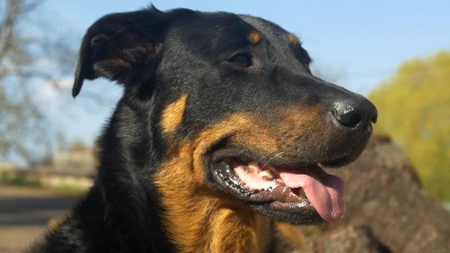 Chien de berger et de protection de personnes 29,97 fps UHD