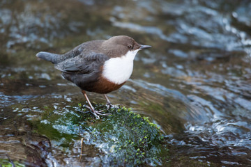 Wasseramsel