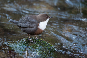 Wasseramsel