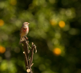 Carduelis cannabina - Pintarroxo in Braga, Minho, Portugal.