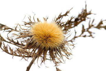 close up of a dry cirsium vulgare called also thistle, isolated