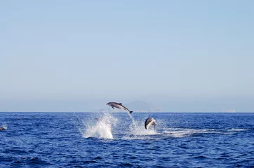 Wall murals Dolphin Jumping Dolphins - Galapagos - Ecuador