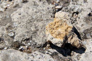 Petrified shell. photo