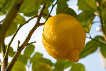 Gelbe Zitrone am Baum ist reif