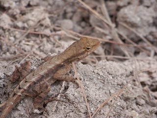 lagarto pequeño