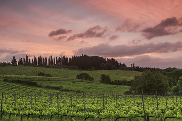 Fototapeta na wymiar View of the vineyards of Tuscany at sunset, Italy
