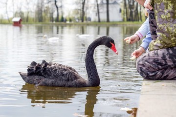 Black swan on lake 1