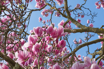 Magnolien, Magnolia, Tulpenbaum