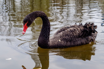 Black swan on lake 2