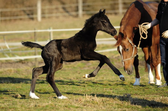 Rappe Bilder – Durchsuchen 4,212 Archivfotos, Vektorgrafiken und Videos ...
