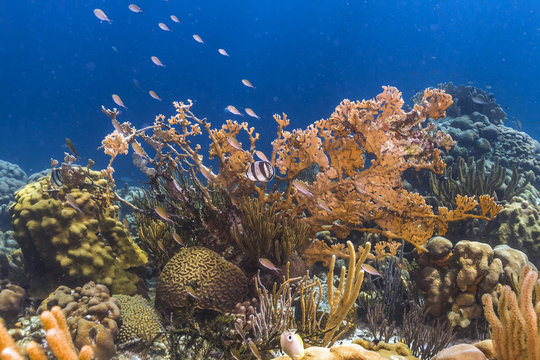 Fototapeta coral reef