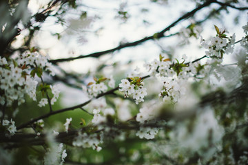 Trees bloom in the garden